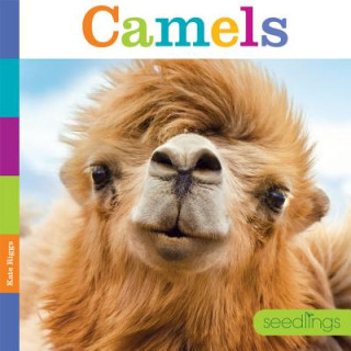 Könyv Camels Kate Riggs