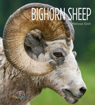 Książka Bighorn Sheep Melissa Gish