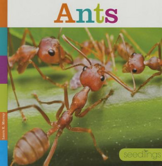 Knjiga Ants Laura K. Murray