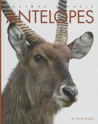 Kniha Antelopes Kate Riggs