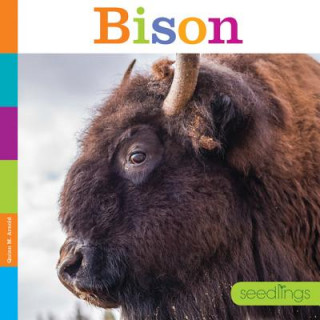 Carte Bison Quinn M. Arnold