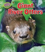 Könyv Giant River Otters Rachel Lynette
