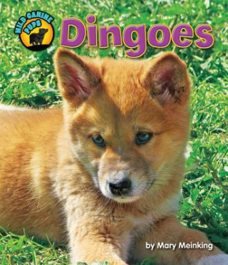 Kniha Dingoes Mary Meinking