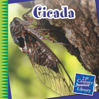 Könyv Cicada Mike Shoulders