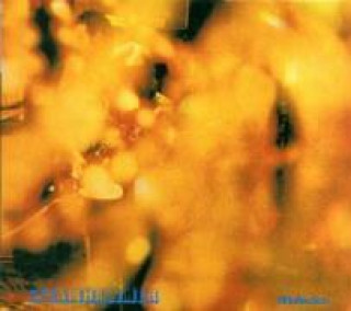 Audio Reflection Steamhammer