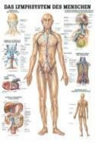Nyomtatványok Anatomische Lehrtafel. Das Lymphsystem des Menschen. 70 x 100 cm 