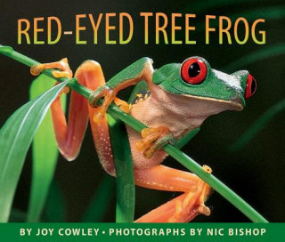 Könyv Red-Eyed Tree Frog Joy Cowley