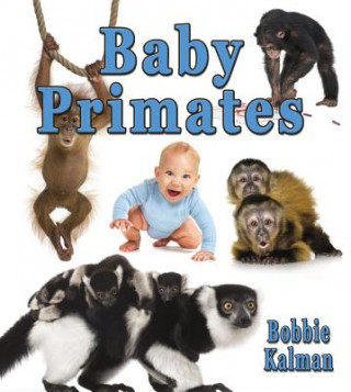 Kniha Baby Primates Bobbie Kalman