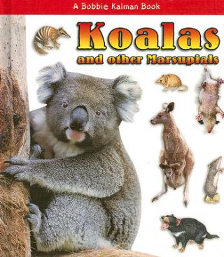 Könyv Koalas and Other Marsupials Robin Johnson