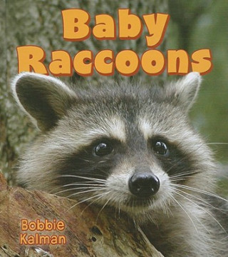 Książka Baby Raccoons Bobbie Kalman