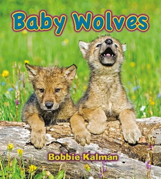 Knjiga Baby Wolves Bobbie Kalman