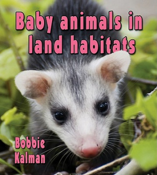 Knjiga Baby Animals in Land Habitats Bobbie Kalman