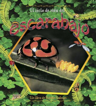 Buch El Ciclo de Vida del Escarabajo Molly Aloian