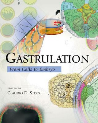 Könyv Gastrulation: From Cells to Embryo Claudio Stern
