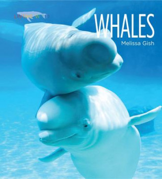 Carte Living Wild: Whales Melissa Gish