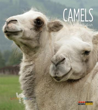 Książka Camels Melissa Gish