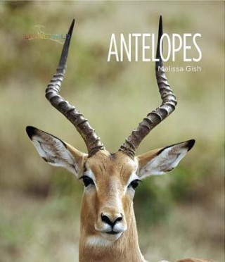 Carte Antelopes Melissa Gish