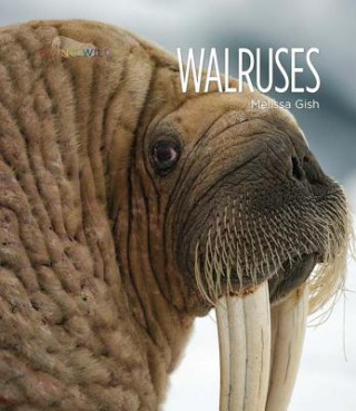 Książka Walruses Melissa Gish