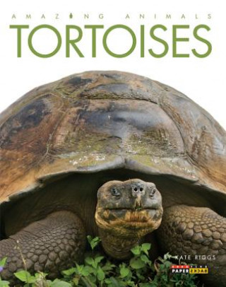 Kniha Amazing Animals: Tortoises Kate Riggs