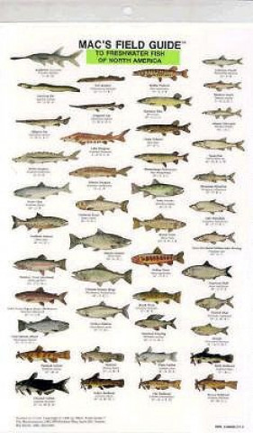 Kniha Freshwater Fish of North America Craig MacGowan