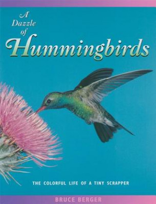 Książka Dazzle of Hummingbirds Bruce Berger