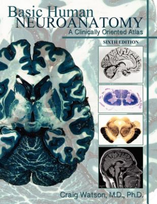 Książka Basic Human Neuroanatomy Craig Watson