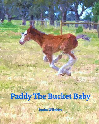 Könyv Paddy The Bucket Baby Junita Wiltshire