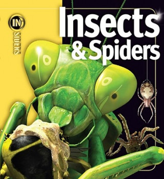 Książka Insects & Spiders Noel Tait