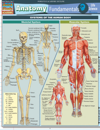 Kniha Anatomy Fundamentals Barcharts