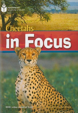 Kniha Cheetahs in Focus Rob Waring