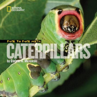 Książka Face to Face with Caterpillars Darlyne A. Murawski