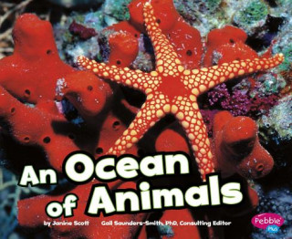 Kniha An Ocean of Animals Janine Scott