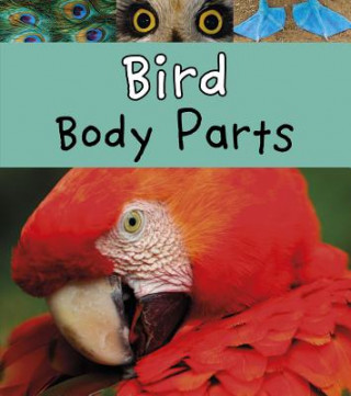 Könyv Bird Body Parts Clare Lewis