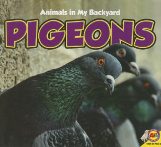 Buch Pigeons Aaron Carr