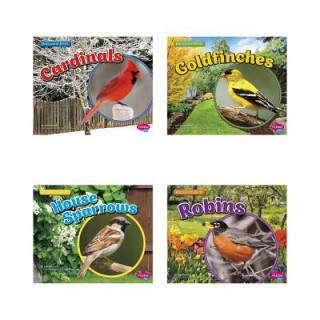 Carte Backyard Birds Lisa J. Amstutz