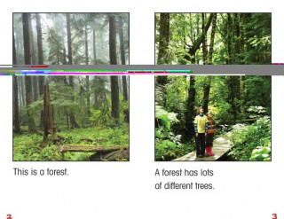 Knjiga All about Forests Penelope Santos