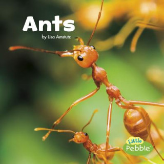 Book Ants (Little Critters) Lisa J. Amstutz