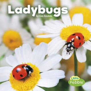 Livre Ladybugs Lisa J. Amstutz