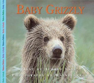 Kniha Baby Grizzly Aubrey Lang