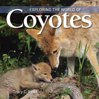 Książka Exploring the World of Coyotes Tracy C. Read