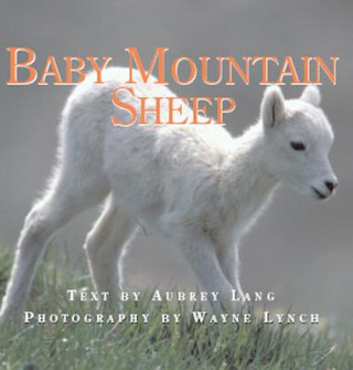 Книга Baby Mountain Sheep Aubrey Lang