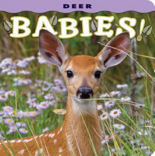 Carte Deer Babies! Donald M. Jones