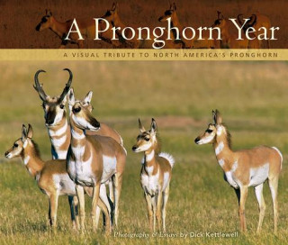 Kniha A Pronghorn Year: A Visual Tribute to North America's Pronghorn Dick Kettlewell