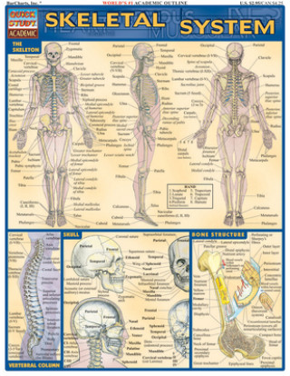 Book Skeletal System Laminate Reference Chart Vincent Perez