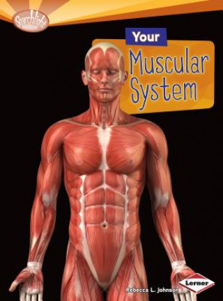 Knjiga Your Muscular System Rebecca L. Johnson