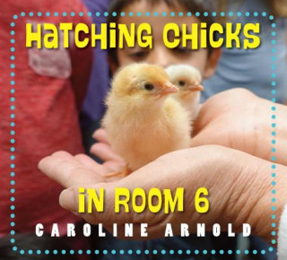 Könyv Hatching Chicks in Room 6 Caroline Arnold