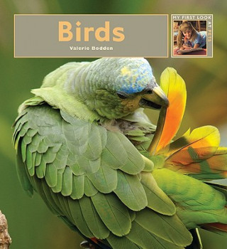 Kniha Birds Valerie Bodden