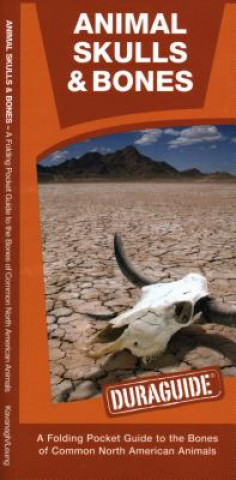 Kniha Animal Skulls & Bones: A Folding Pocket Guide to the Bones of Common North American Animals James Kavanagh