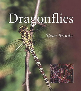 Kniha Dragonflies Steve Brooks