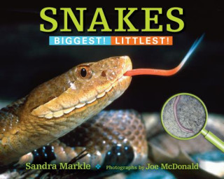 Kniha Snakes Sandra Markle